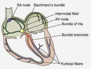 nodus sa dan av adalah|Nodus sinoatrial